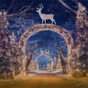 noel noel